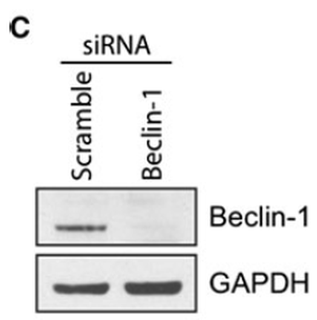 Beclin-1 Antibody