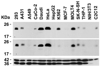 BCL2L11 Antibody