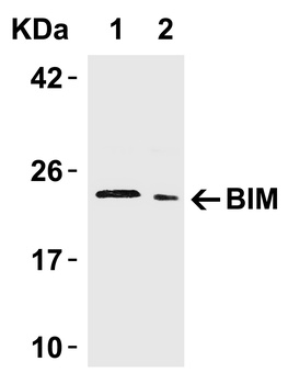 BCL2L11 Antibody