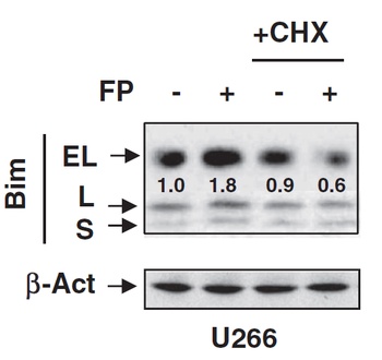 BCL2L11 Antibody