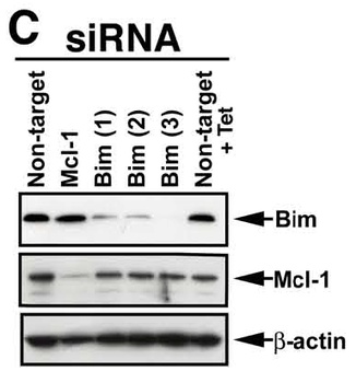 Bim Antibody