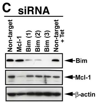 BCL2L11 Antibody