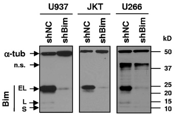 BCL2L11 Antibody