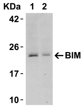 BCL2L11 Antibody