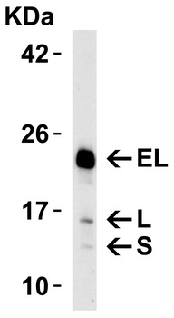BCL2L11 Antibody