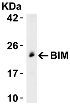 BCL2L11 Antibody