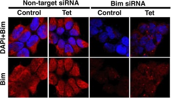 BCL2L11 Antibody