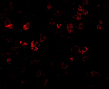 Dffb Antibody