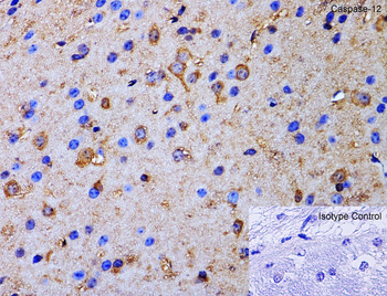 Caspase-12 Antibody (Large)