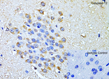 Caspase-12 Antibody (Large)