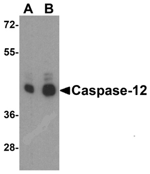 Casp12 Antibody