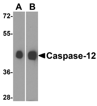 Caspase-12 Antibody (Large)