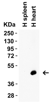 Caspase-12 Antibody (Large)