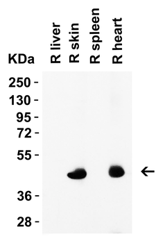 Caspase-12 Antibody (Large)