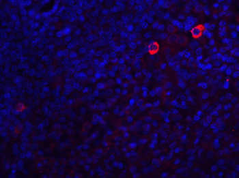 Caspase-8 Antibody