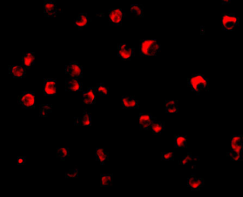 Caspase-8 Antibody