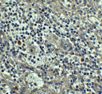 Caspase-8 Antibody