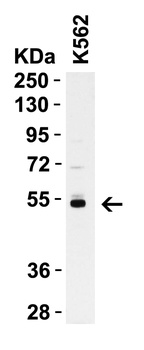 Caspase-8 Antibody