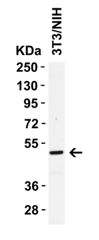 Caspase-8 Antibody