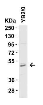 Caspase-8 Antibody