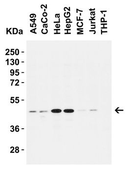 Caspase-9 Antibody