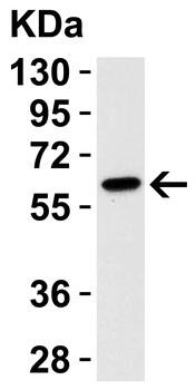 Caspase-9 Antibody