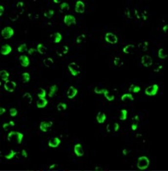 Caspase-9 Antibody