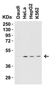 Caspase-9 Antibody