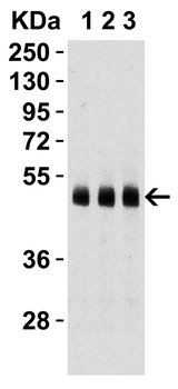Caspase-9 Antibody
