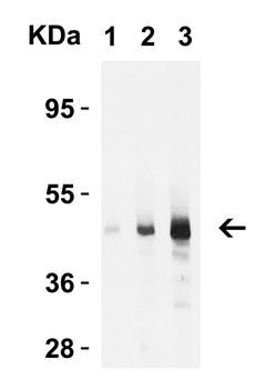 Caspase-9 Antibody