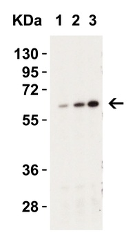CASP9 Antibody