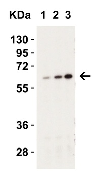 Caspase-9 Antibody