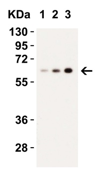 CASP9 Antibody