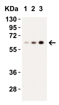 Caspase-9 Antibody