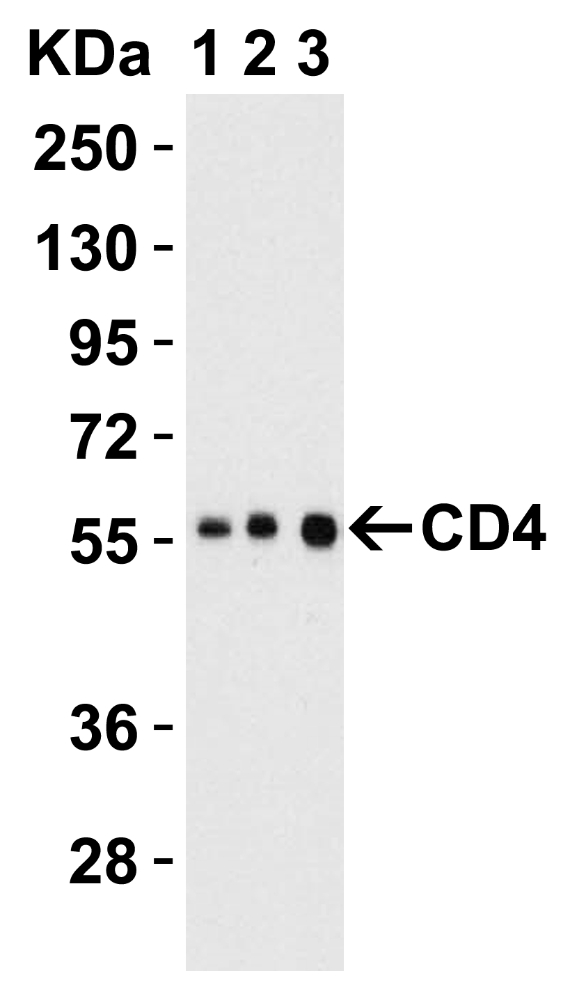 CD4 Antibody