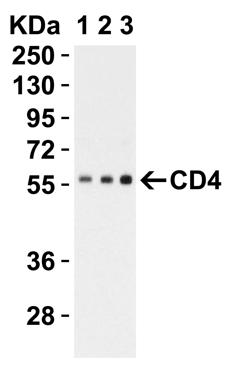 CD4 Antibody