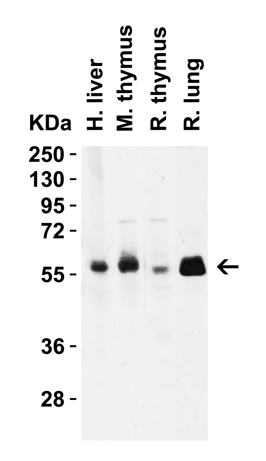 CD4 Antibody