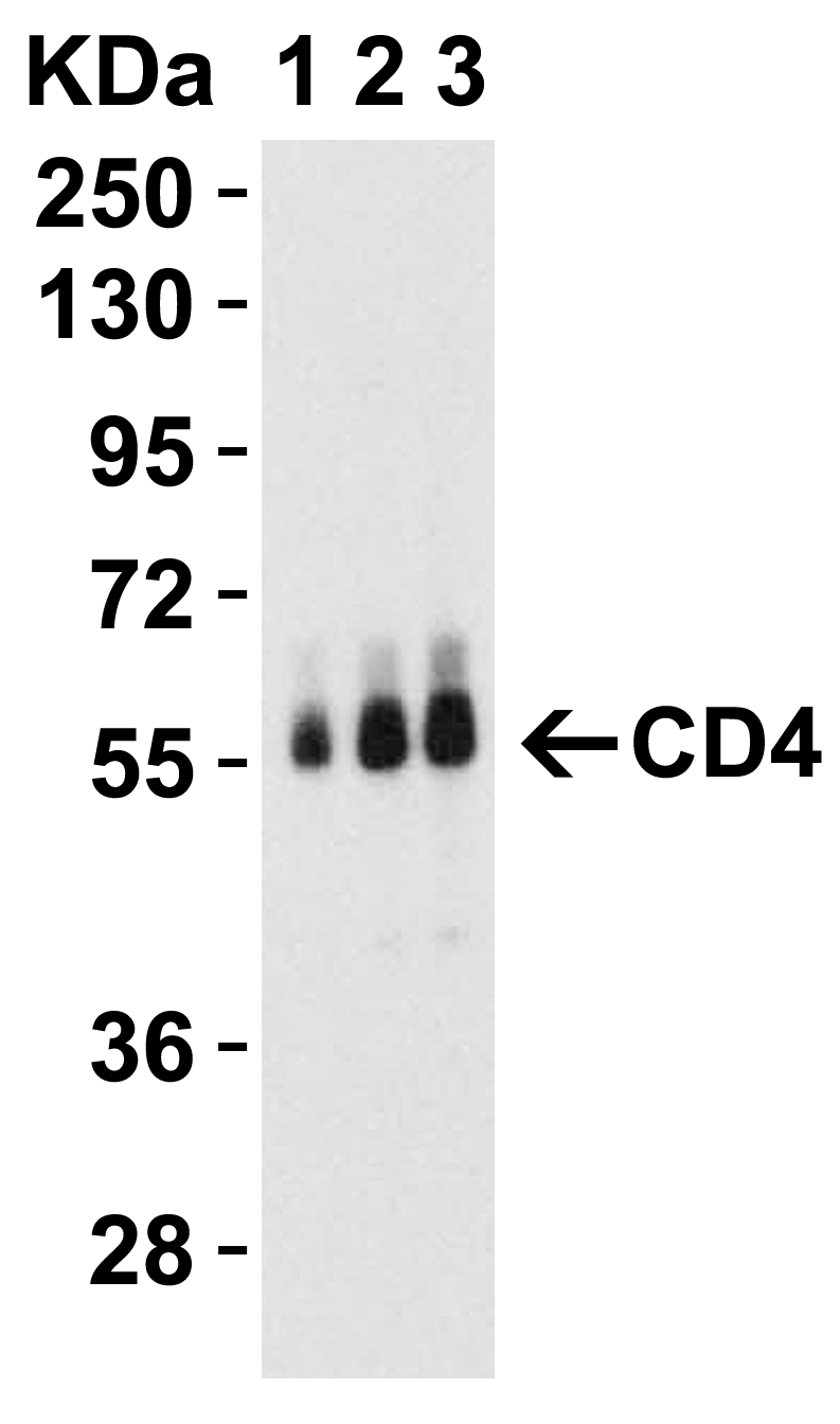 CD4 Antibody