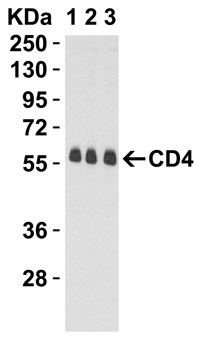 CD4 Antibody