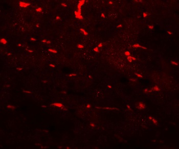 PDCL3 Antibody