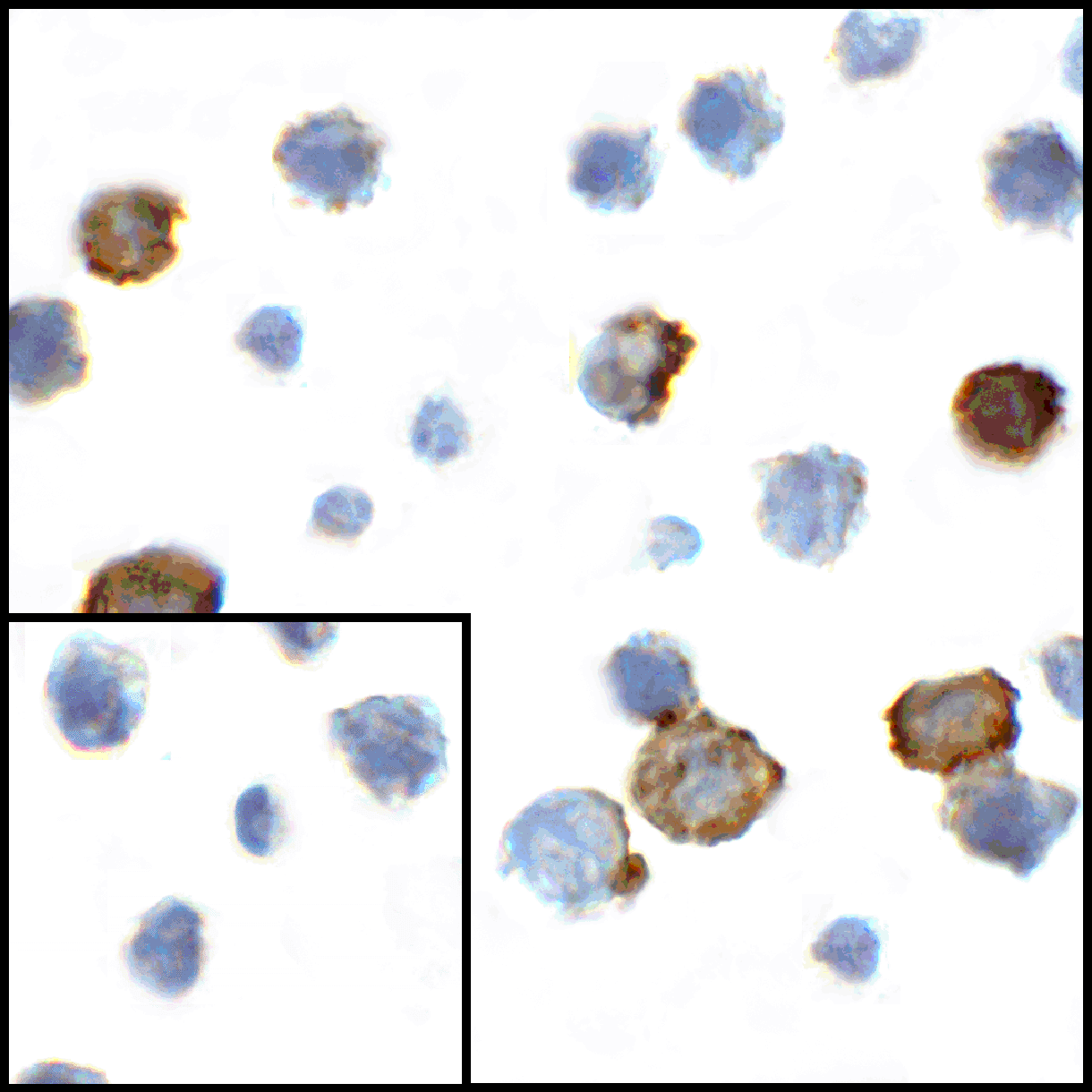 CD80 Antibody [10A1]