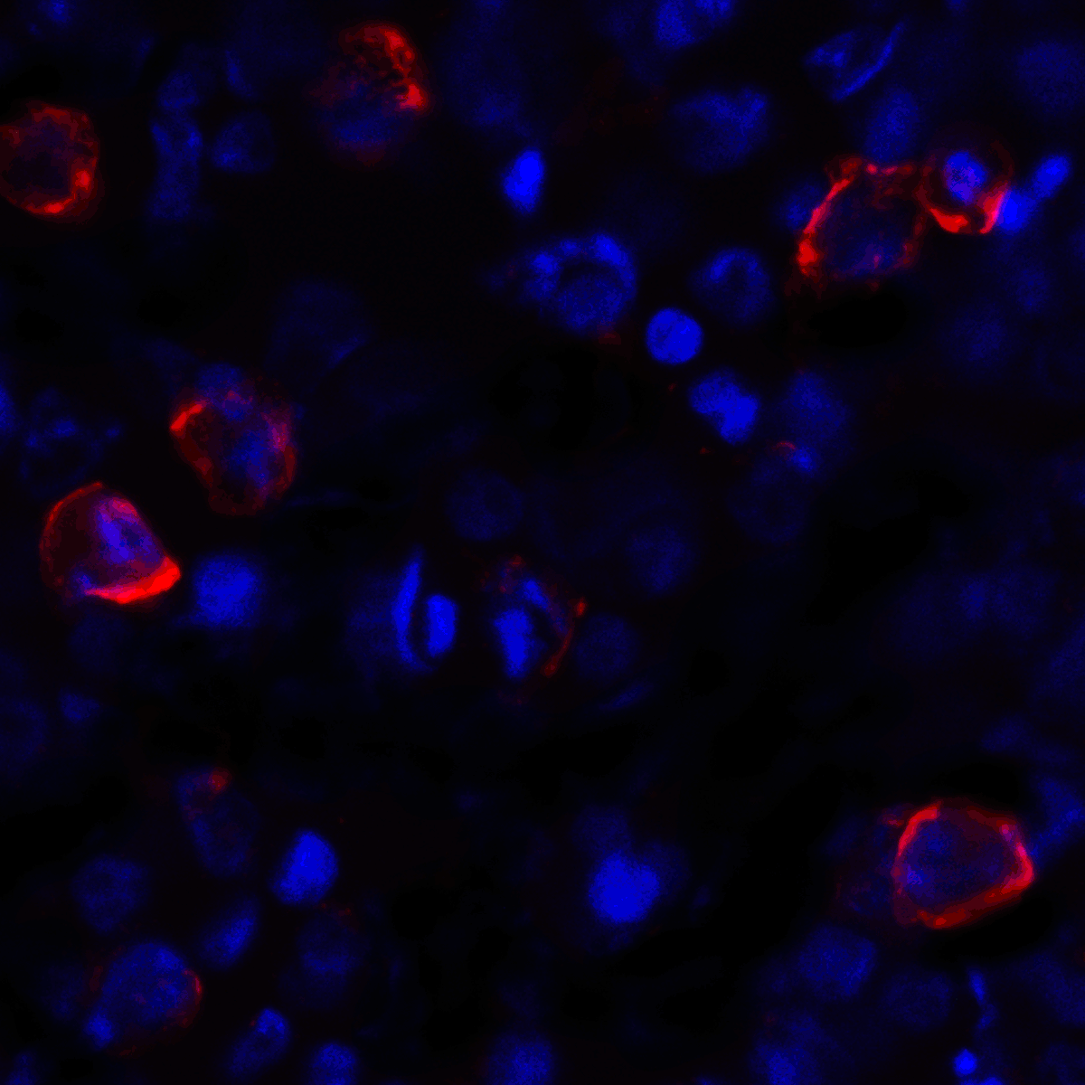 CD80 Antibody [10A1]