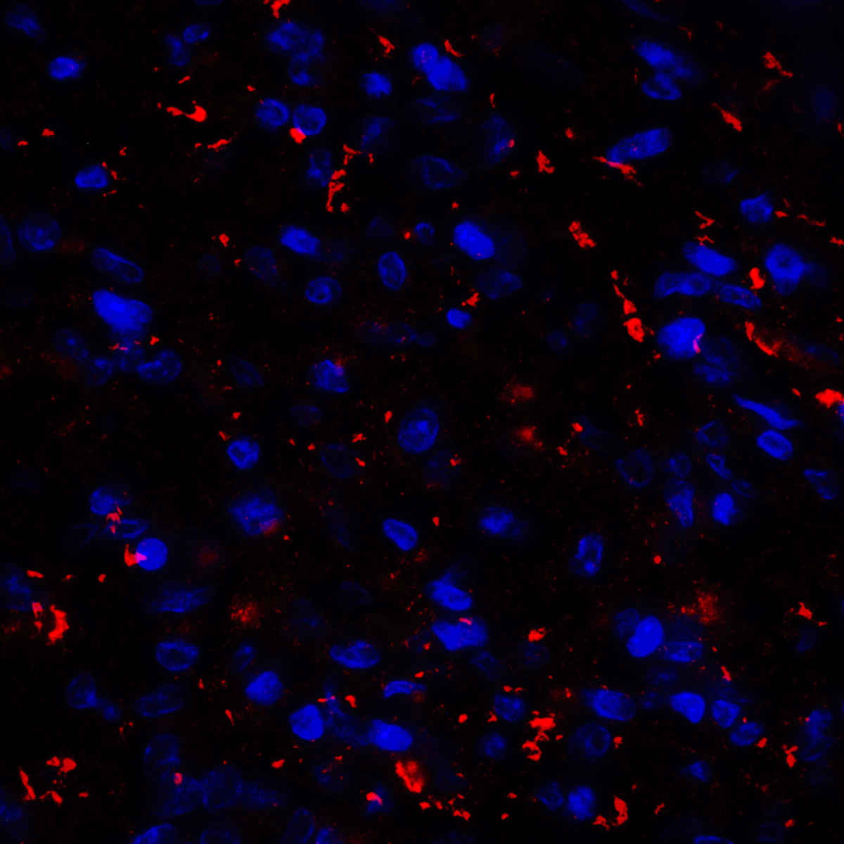 CD80 Antibody [10A1]