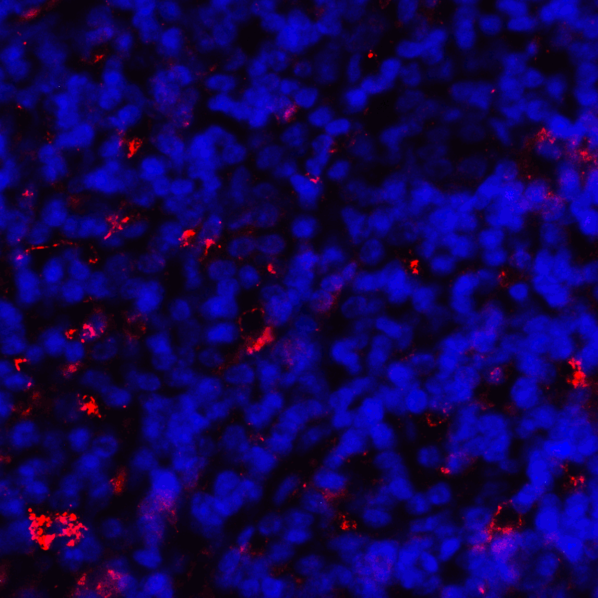 CD80 Antibody [10A1]
