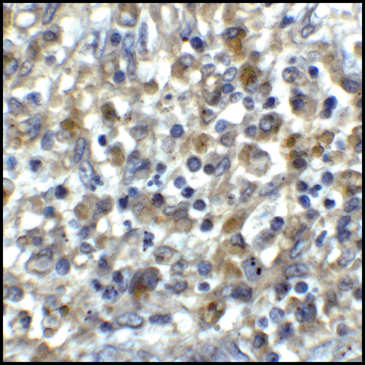 CD80 Antibody [10A1]
