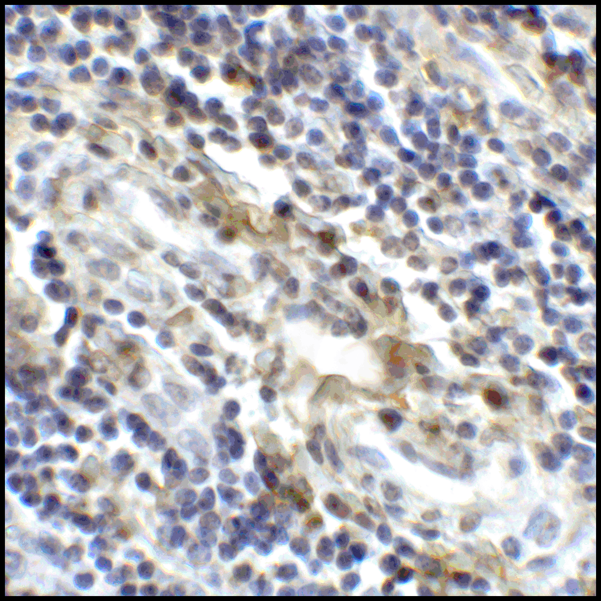 CD80 Antibody [10A1]