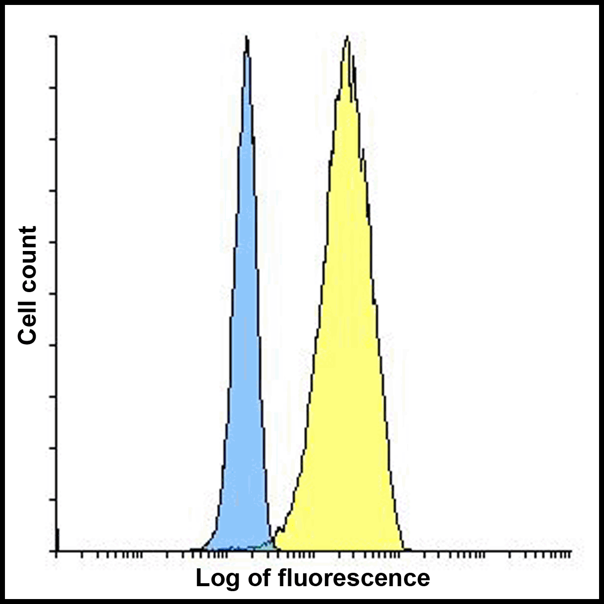 CD80 Antibody [10A1]