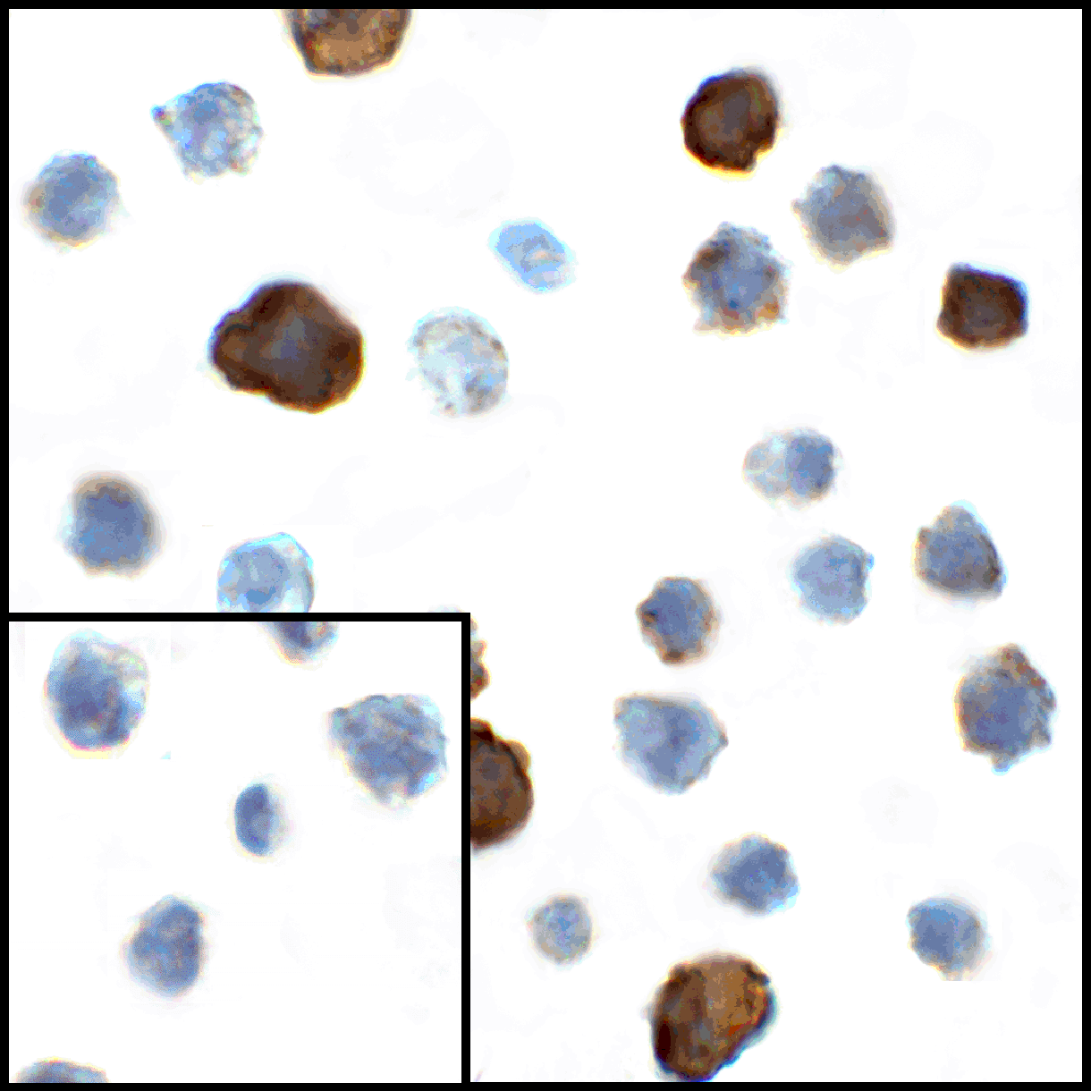 CD80 Antibody