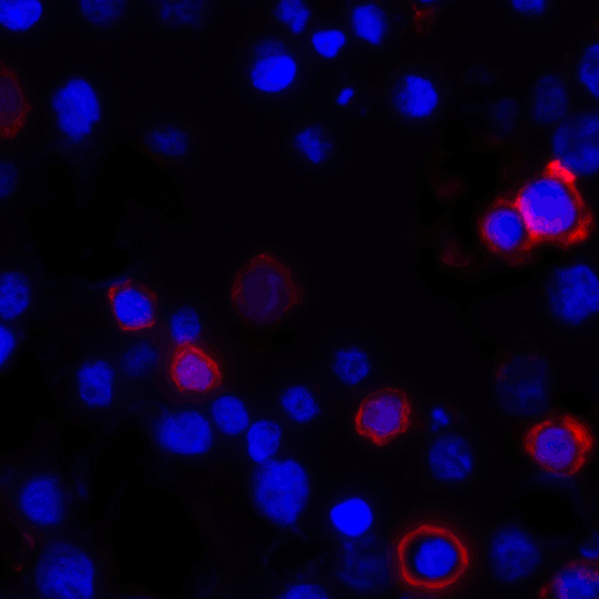 CD80 Antibody