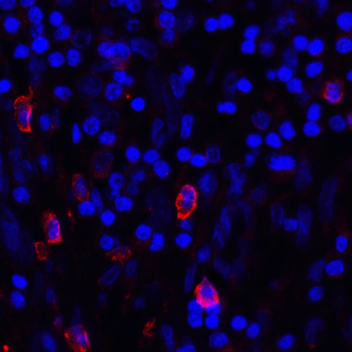 CD80 Antibody